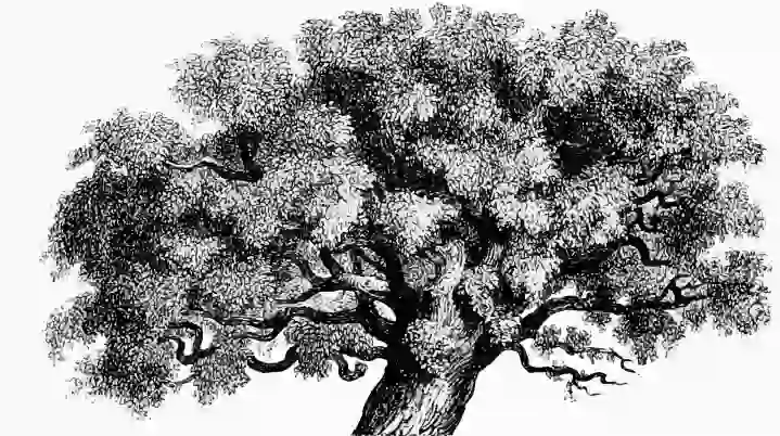 home-tree-1